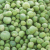 Tinda (Indian Round Gourd)