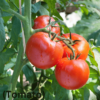 Tamatar (Tomato)