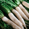 Mooli (Radish)