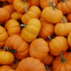 Kaddu (Pumpkin)